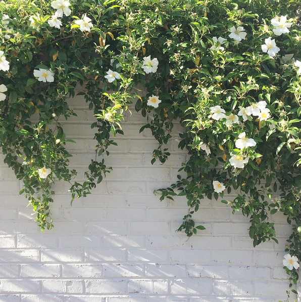 white-beach-roses