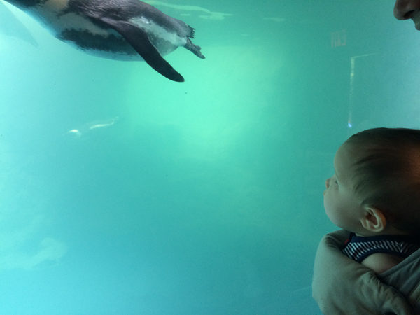 mystic-acquarium