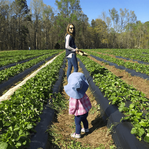 picking strawberries